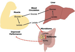 GLUCOLISIS Y LACTATO